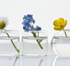 Quelle plante mettre dans un grand vase transparent ?